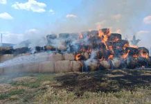 Incendiu la Cintei: ard baloți de paie