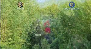Agricultură modernă la Lipova: „fermierii” au fost arestați