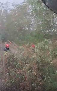 [VIDEO] Incendiu la Neagra: un copac căzut pe șosea a blocat accesul pompierilor