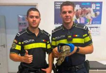 A fost salvat: soimul rănit de pe Steagului a ajuns la veterinar