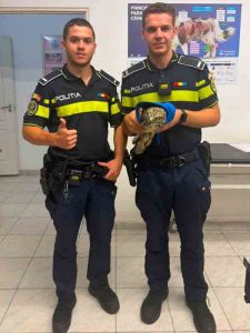 politisti cu soim A fost salvat: soimul rănit de pe Steagului a ajuns la veterinar